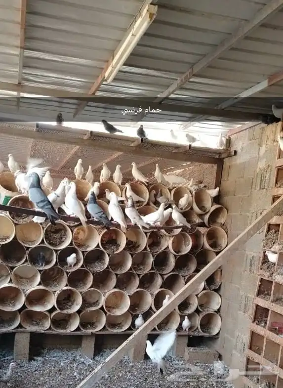 دجاج فيومي وحمام فرنسي 3