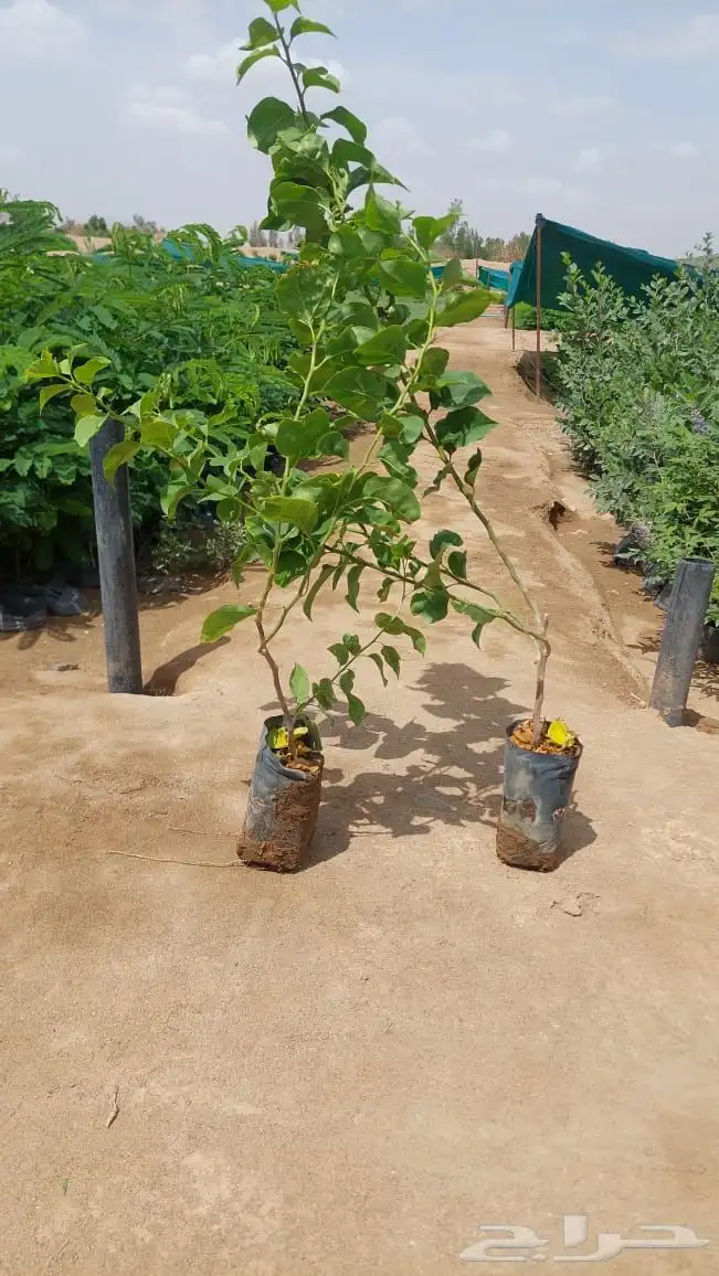 شتلات عرض ال99 هلله يابلاش 14