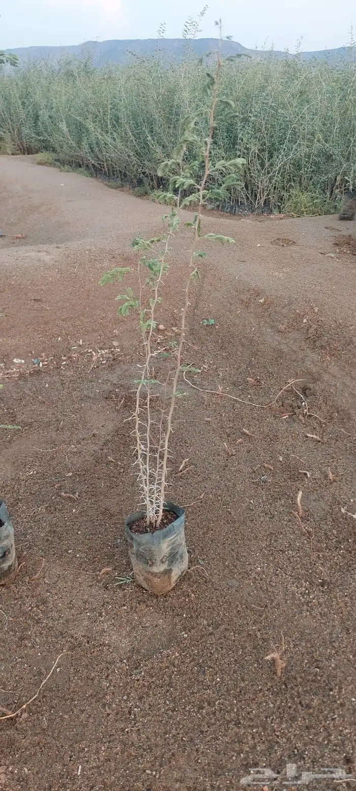 شتلات عرض ال99 هلله يابلاش 2