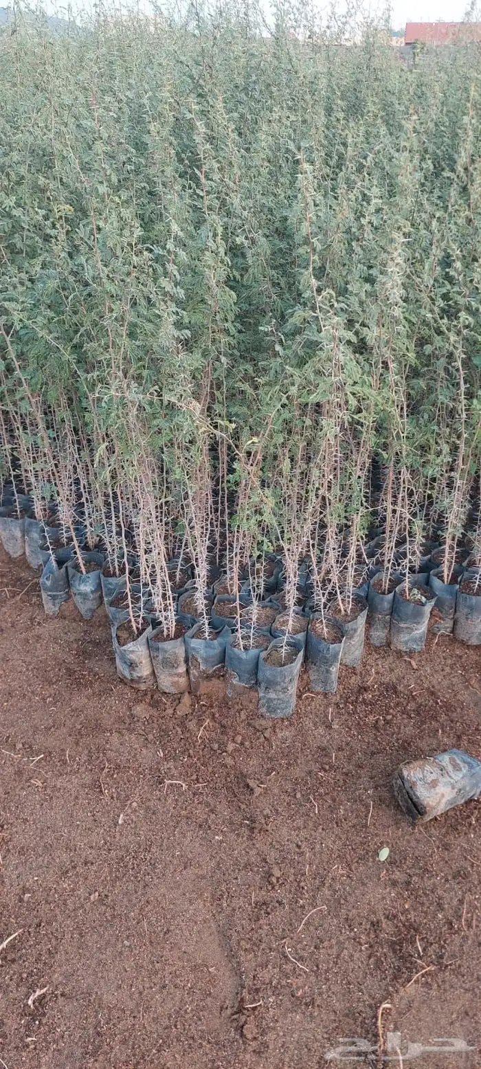 شتلات عرض ال99 هلله يابلاش 3