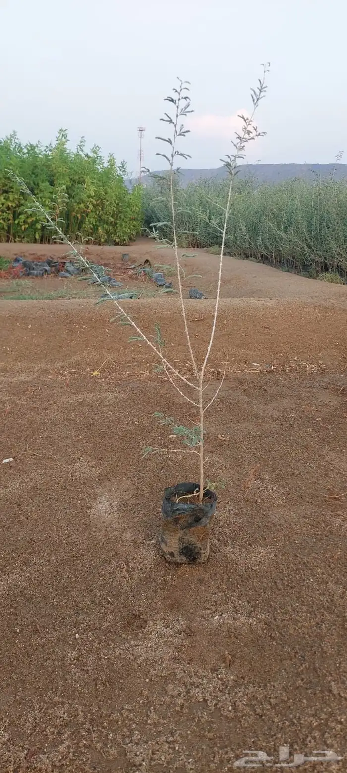 شتلات عرض ال99 هلله يابلاش 5