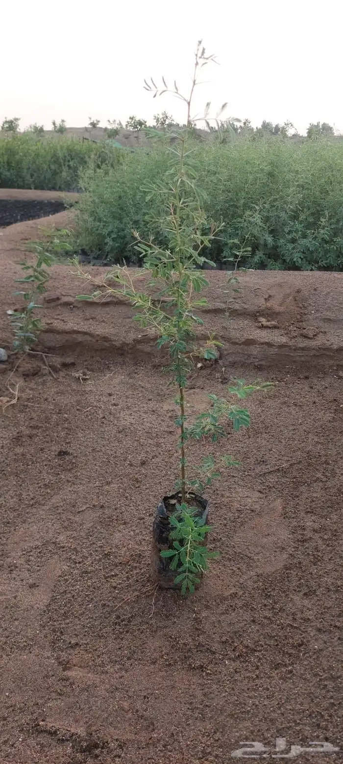 شتلات عرض ال99 هلله يابلاش 0