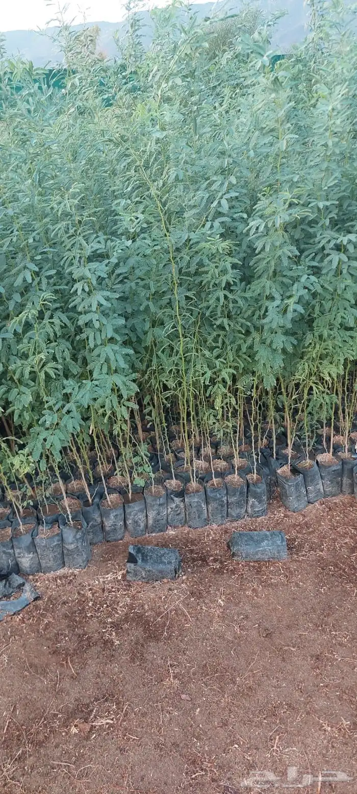 شتلات عرض ال99 هلله يابلاش 4