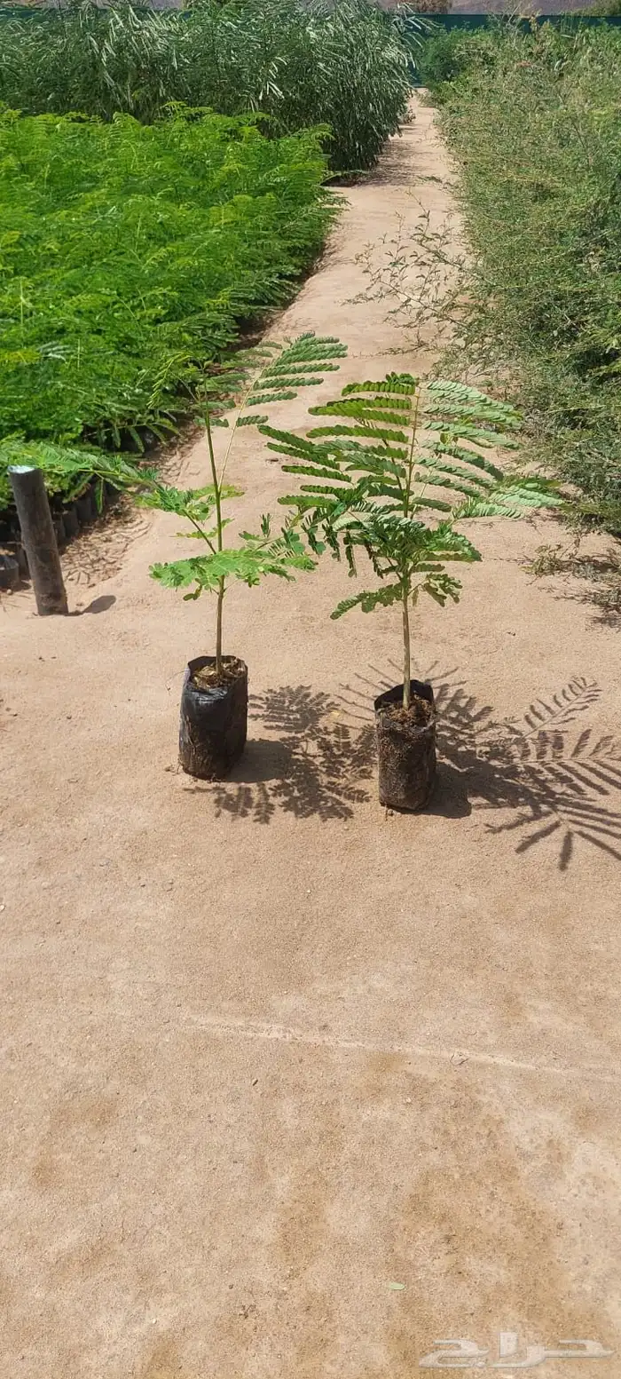 شتلات عرض ال99 هلله يابلاش 11