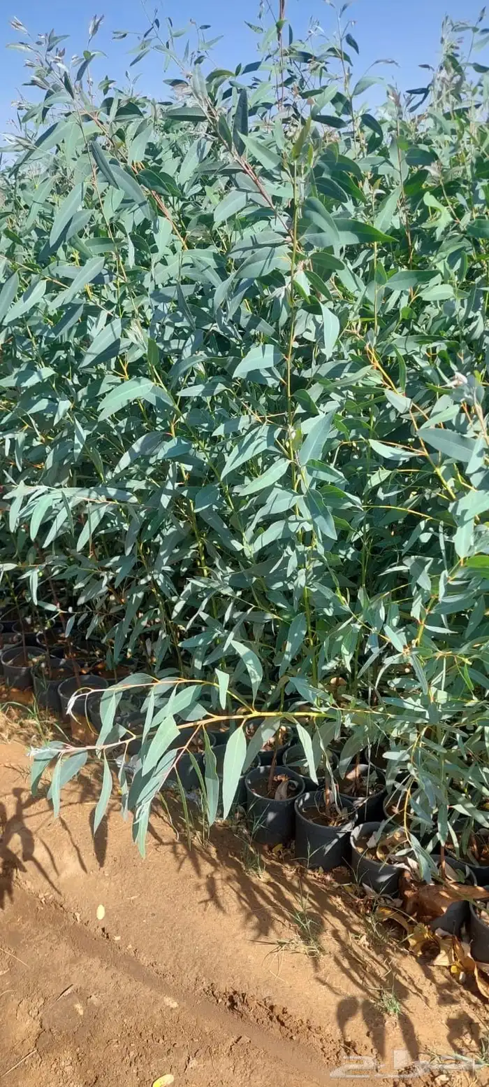 شتلات عرض ال99 هلله يابلاش 12