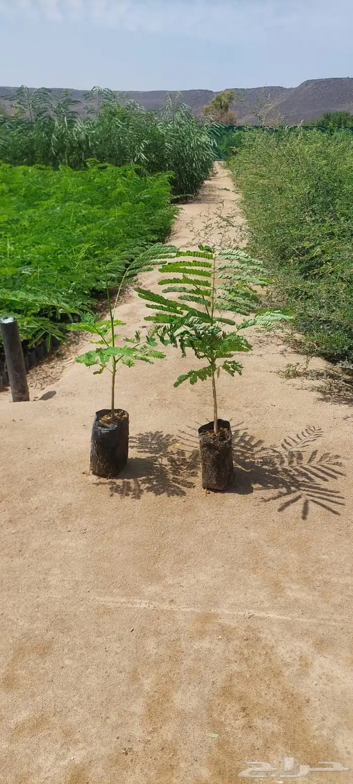 شتلات عرض ال99 هلله يابلاش 10