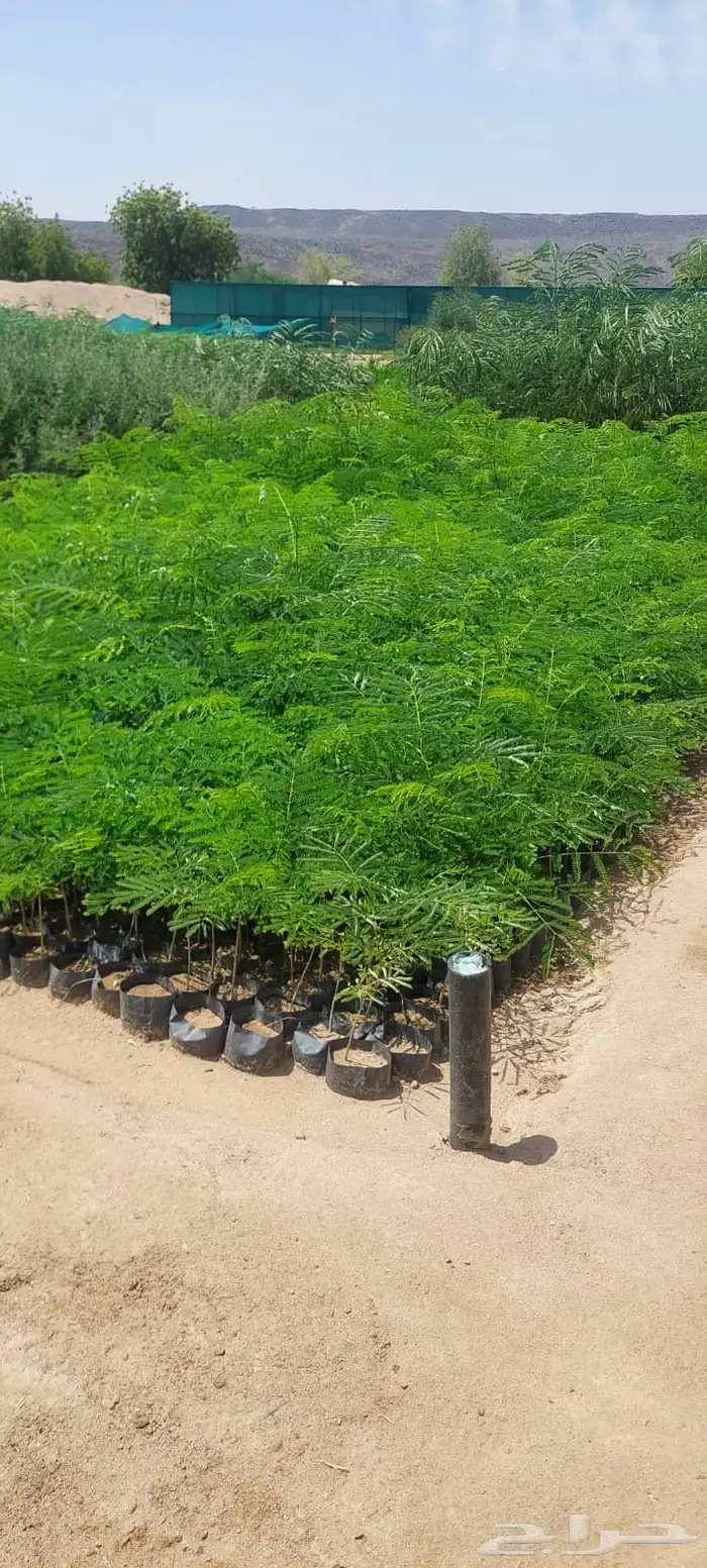 شتلات عرض ال99 هلله يابلاش 13