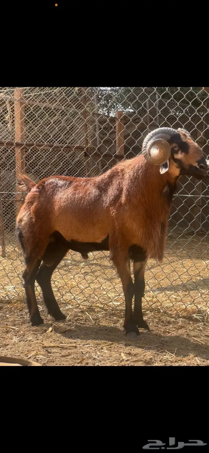 وعل - وعول ذكور واناث 8