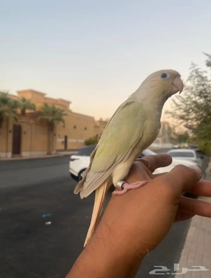 (تم البيع) كنيور مون شيك 10