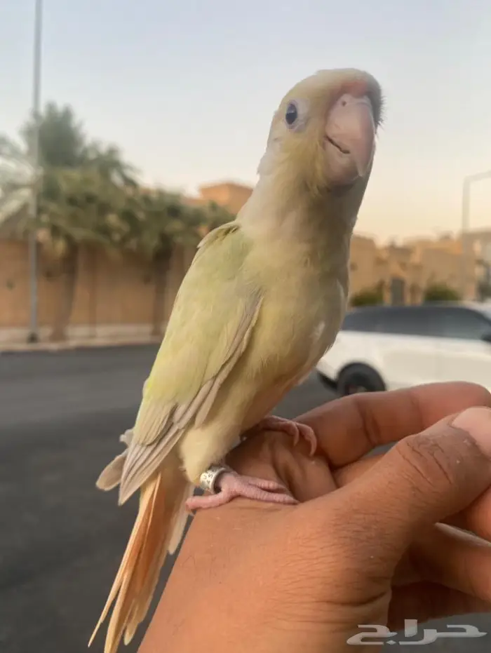 (تم البيع) مون شيك اليف وهدد 2