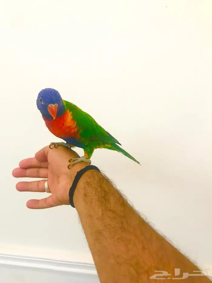 لوري رينمبو اليف(تم البيع) 0