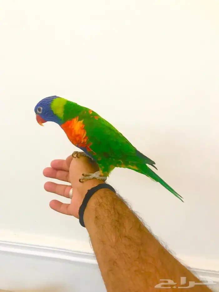 لوري رينمبو اليف(تم البيع) 1