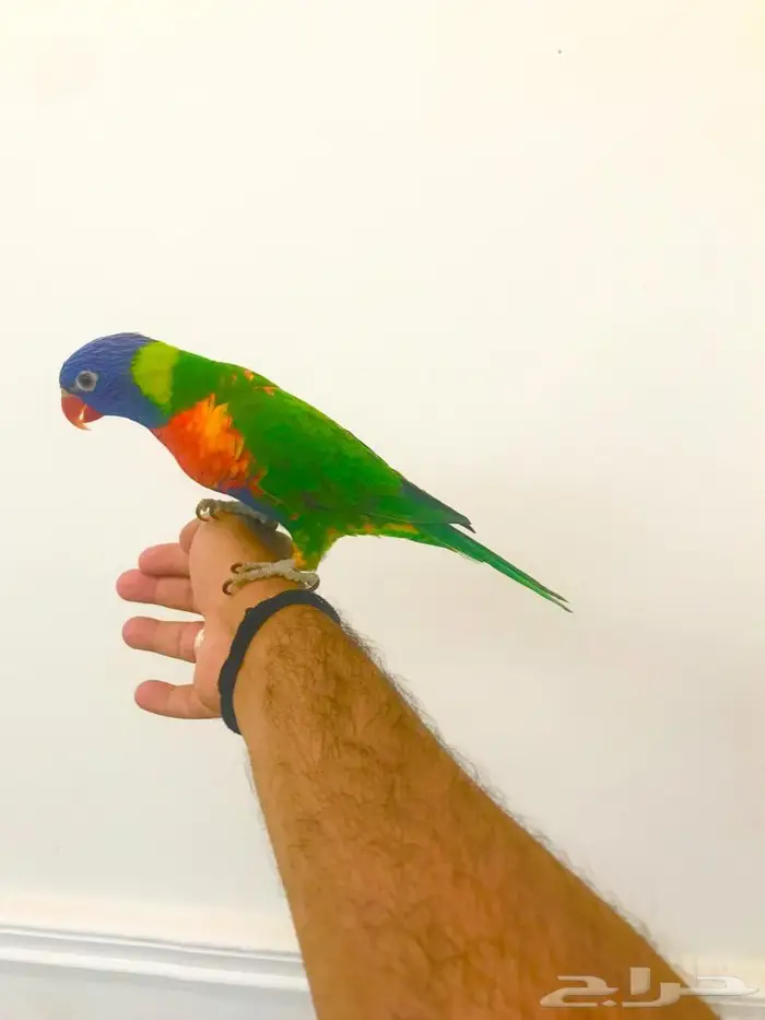 لوري رينمبو اليف(تم البيع) 2