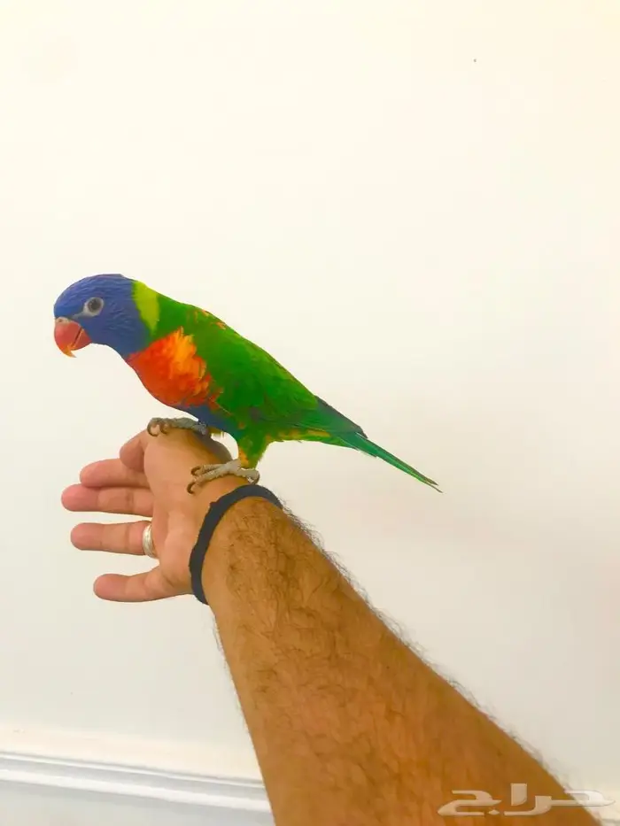 لوري رينمبو اليف(تم البيع) 3