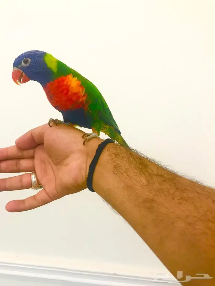 لوري رينمبو اليف(تم البيع) 4