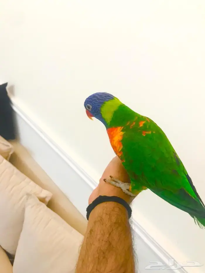 لوري رينمبو اليف(تم البيع) 5