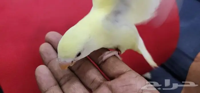 اليف وهدد اينو مناسب للصغار والكبار 10