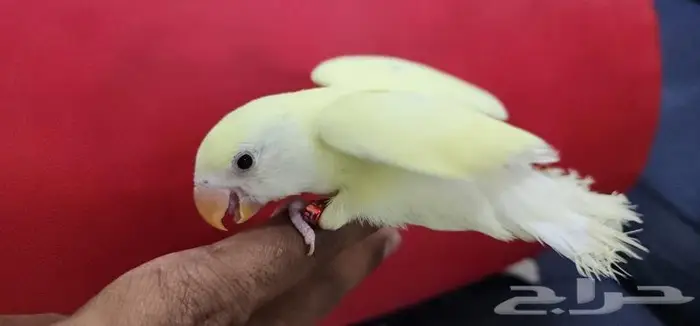 اليف وهدد اينو مناسب للصغار والكبار 9
