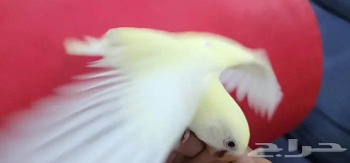 اليف وهدد اينو مناسب للصغار والكبار 7