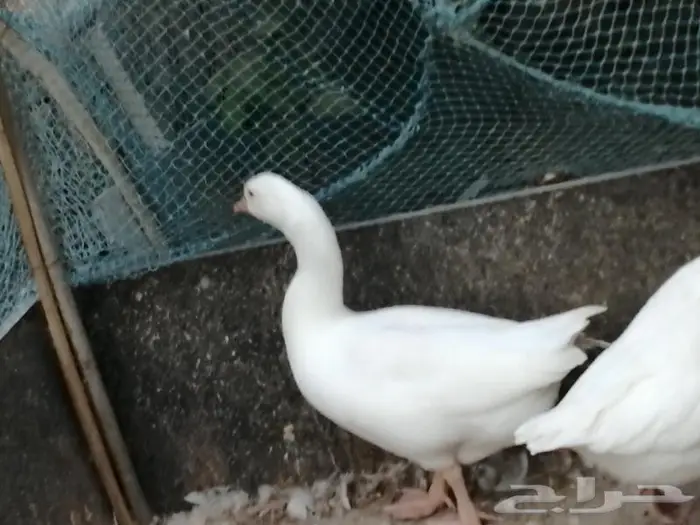 وز عراقي ابيض عيون زرق 6