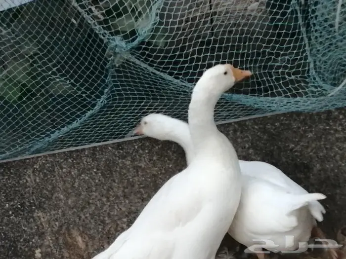 وز عراقي ابيض عيون زرق 8