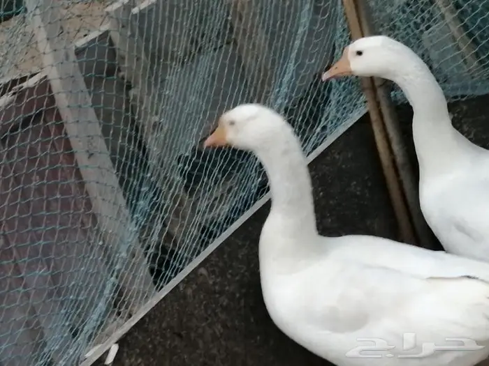 وز عراقي ابيض عيون زرق 9