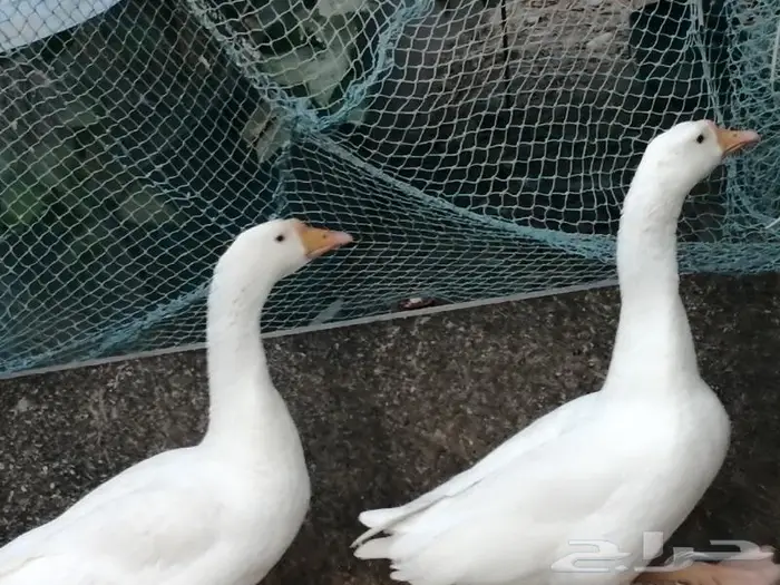 وز عراقي ابيض عيون زرق 10