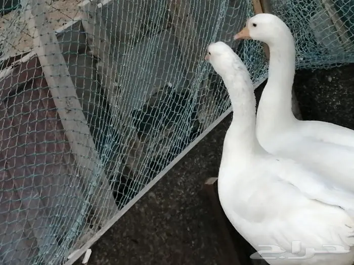 وز عراقي ابيض عيون زرق 11