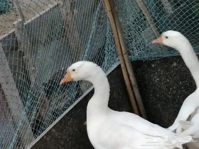 وز عراقي ابيض عيون زرق 12