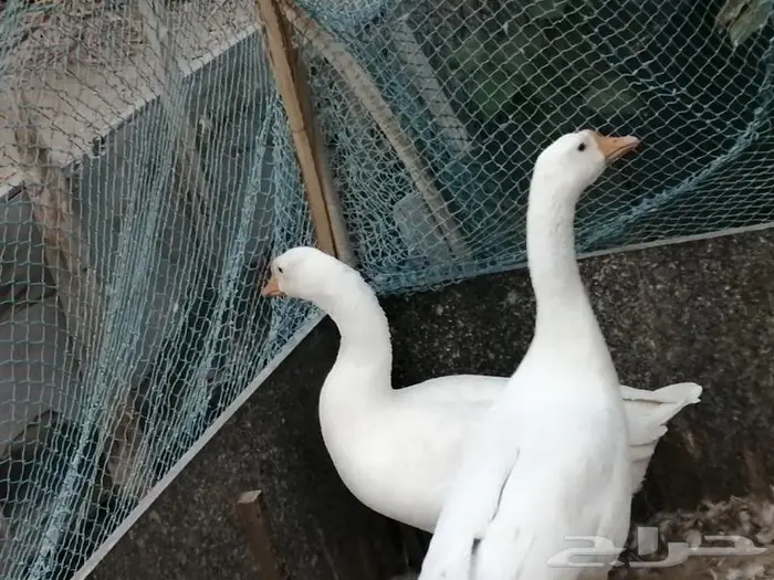 وز عراقي ابيض عيون زرق 13