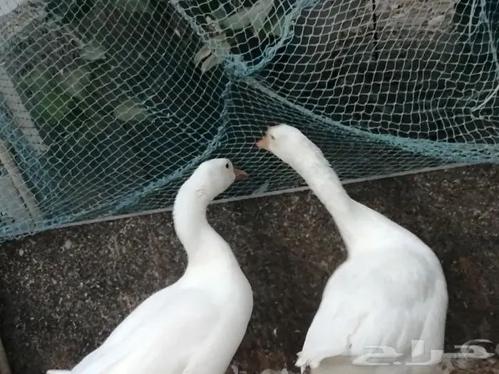 وز عراقي ابيض عيون زرق 0