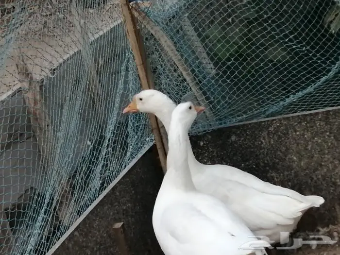 وز عراقي ابيض عيون زرق 2