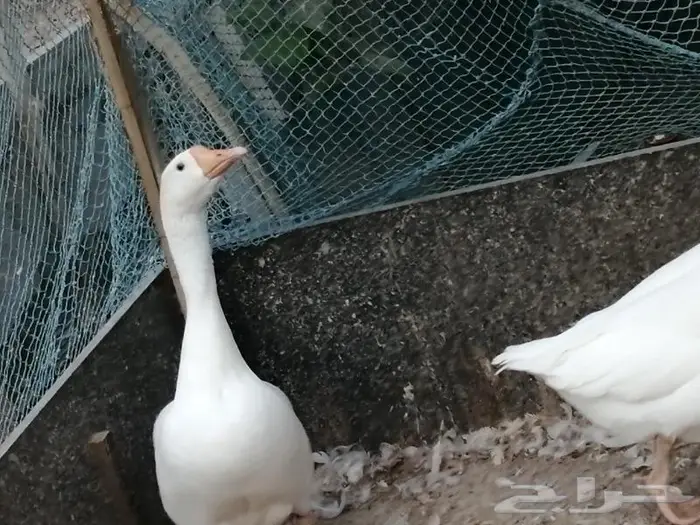 وز عراقي ابيض عيون زرق 3