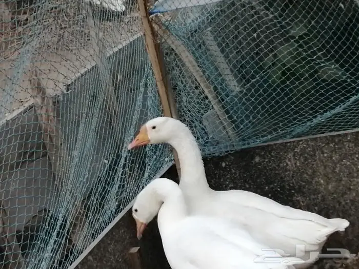 وز عراقي ابيض عيون زرق 5