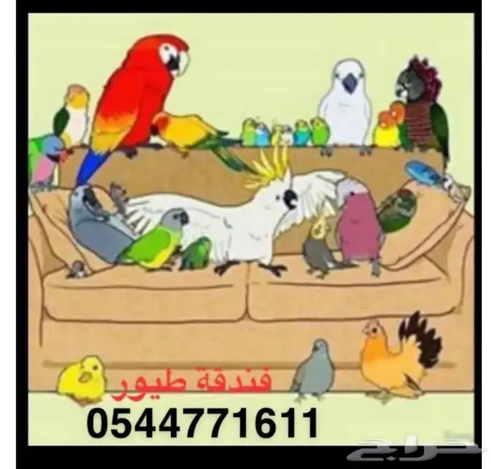 فندقه طيور 0
