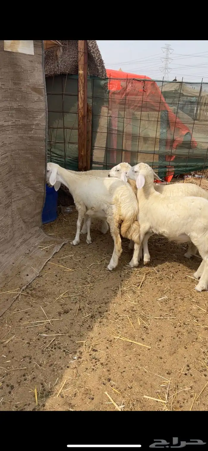 ذبايح حري وتيوس جنوبيه محايلي علفها البرسيم والشعير شرط 3