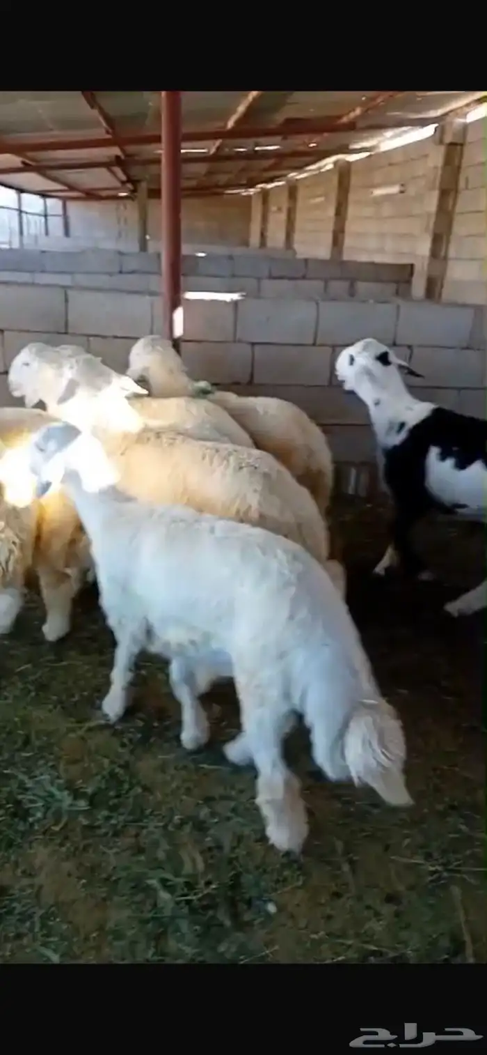 طليان حريات وسواكن بيع ميسر للثلاجة والمناسبات 8