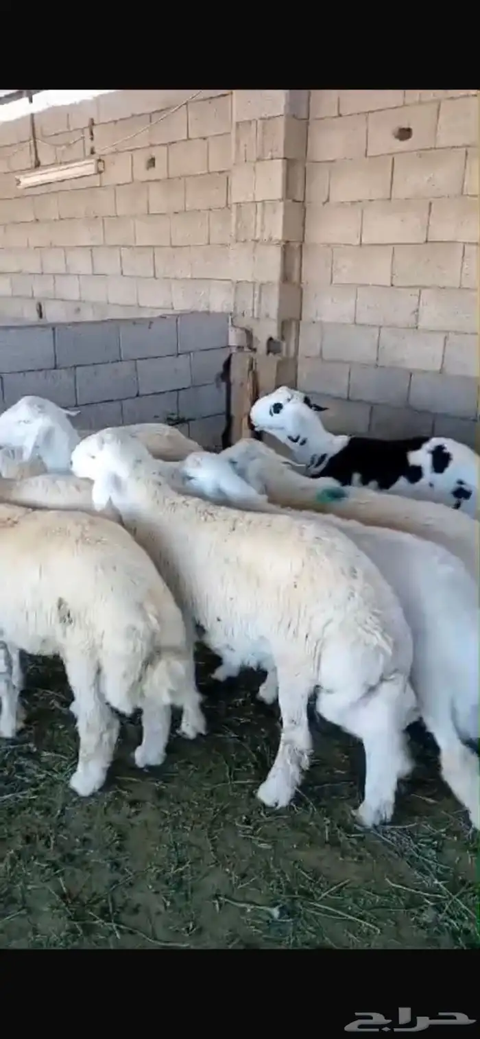 طليان حريات وسواكن بيع ميسر للثلاجة والمناسبات 7