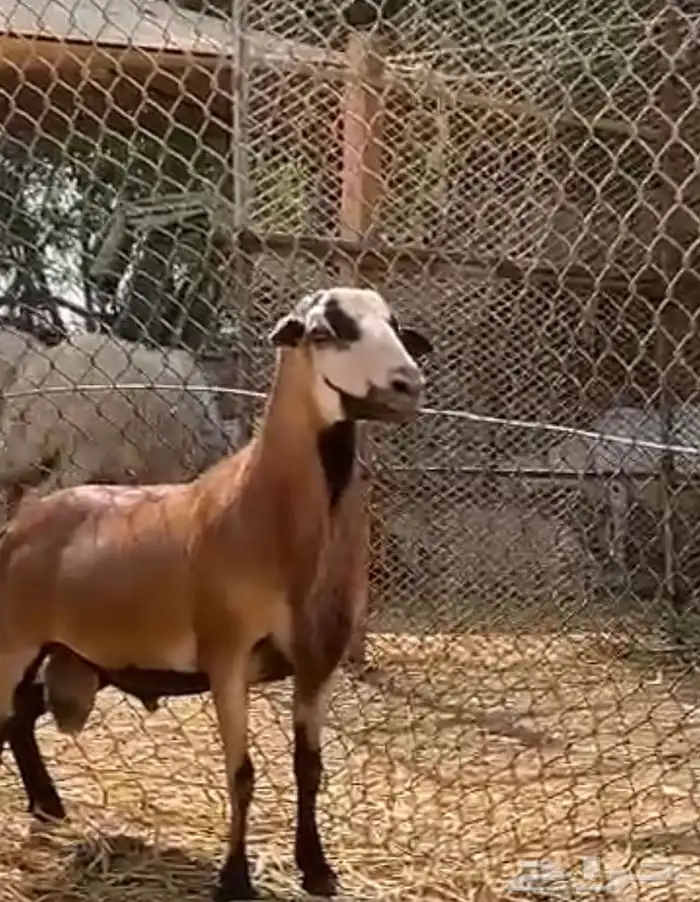 وعل - وعول ذكور واناث 4