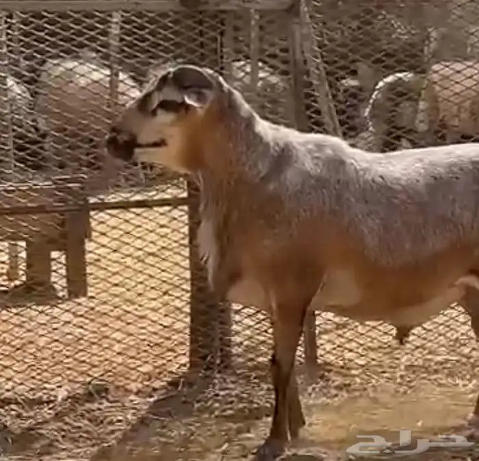 وعل - وعول ذكور واناث 17