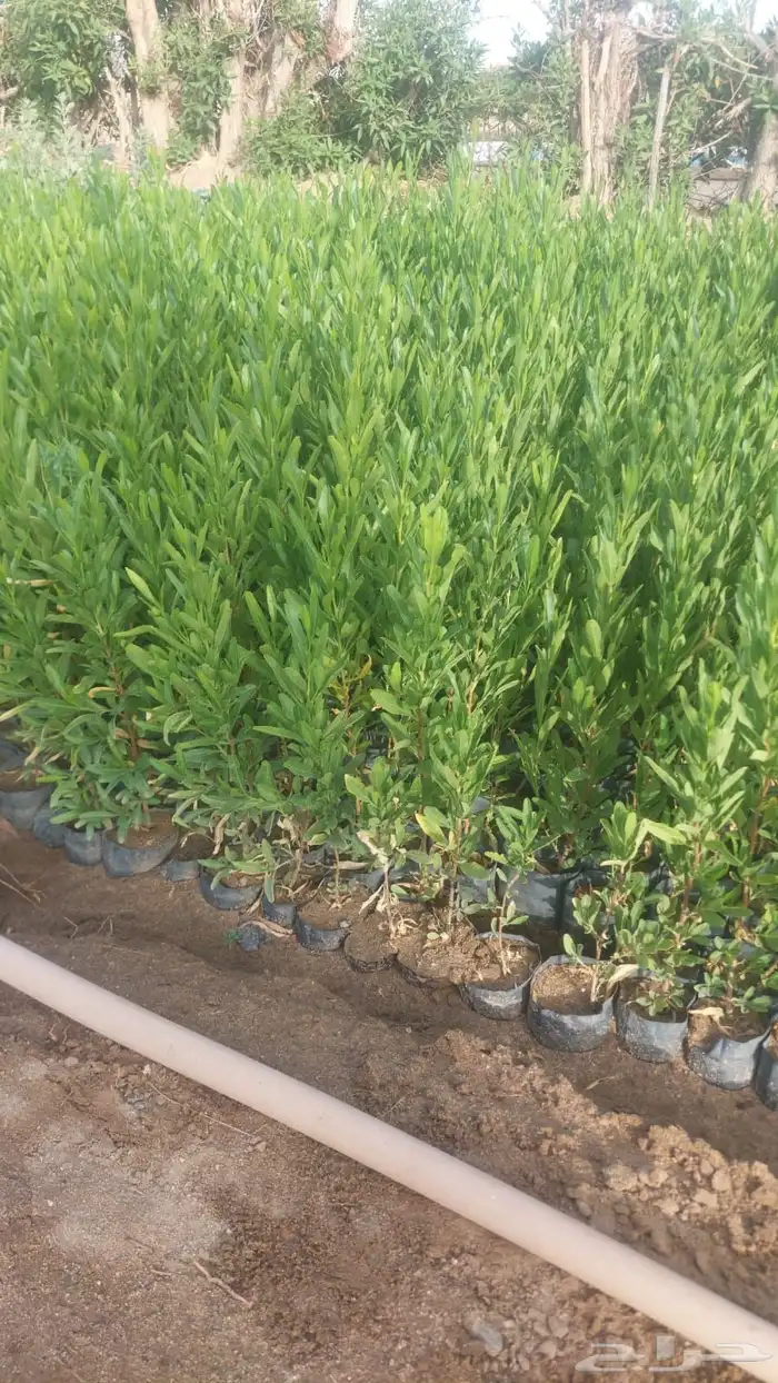 شتلات عرض ال99 هلله يابلاش 6