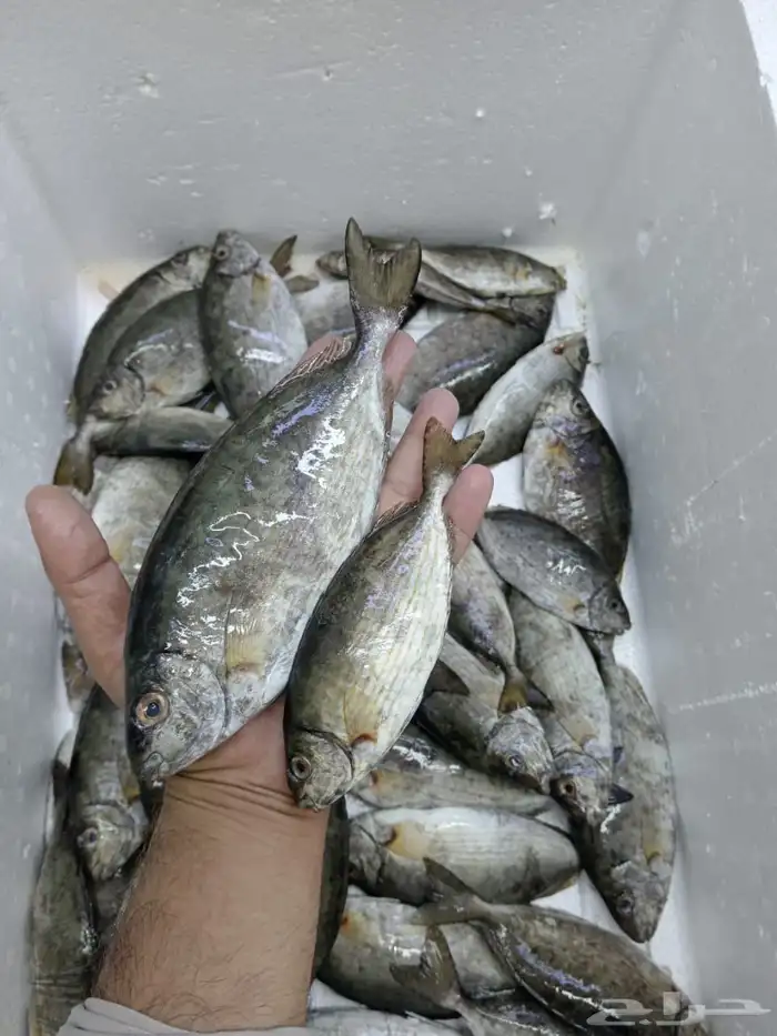 سمك بحري طازج 9
