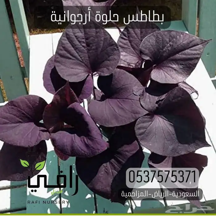 شتلات بطاطا حلوة أرجوانية 0