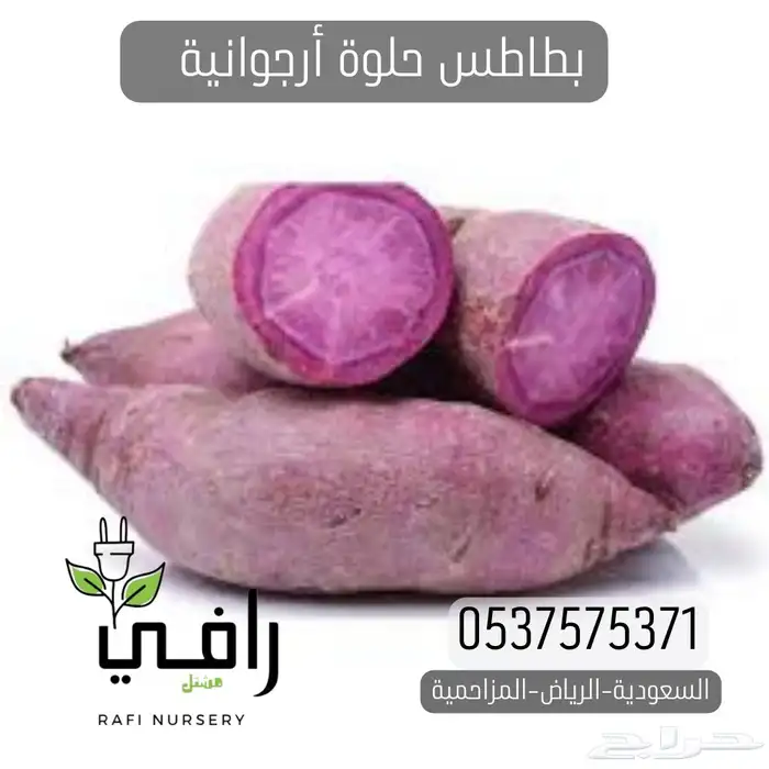 شتلات بطاطا حلوة أرجوانية 1