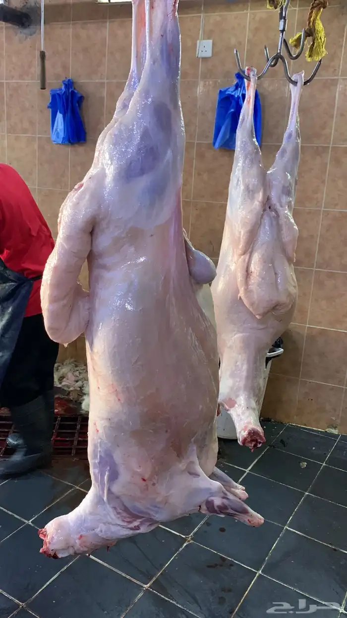 ذبايح حري ذبائح مناسبات ثلاجه يوجد توصيل طريق بريمان 1
