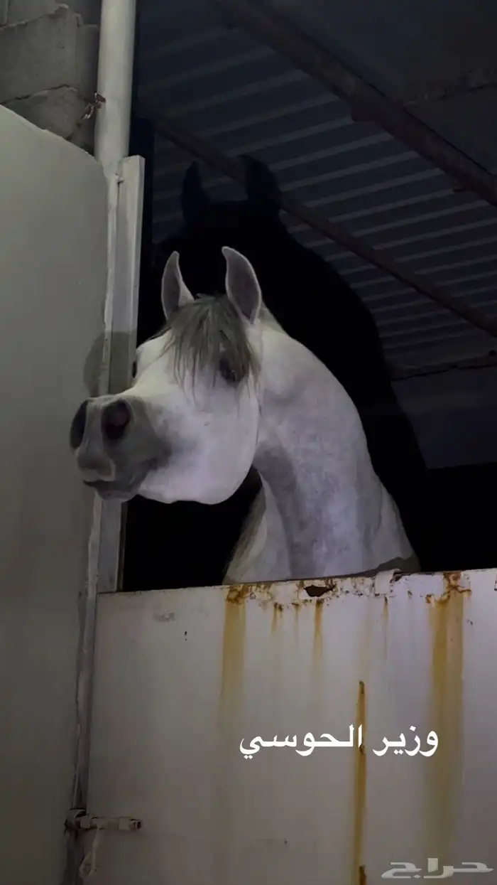 خيل 2