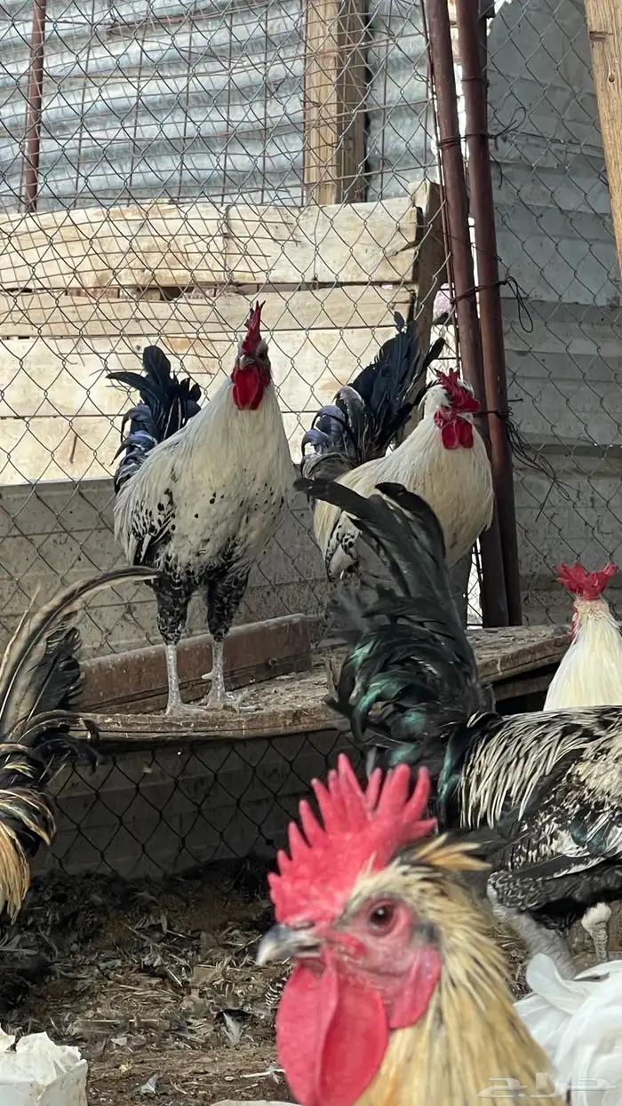 ديوك ديك فيومي وبلدي حجم سوبر جامبو ( تم البيع) 1