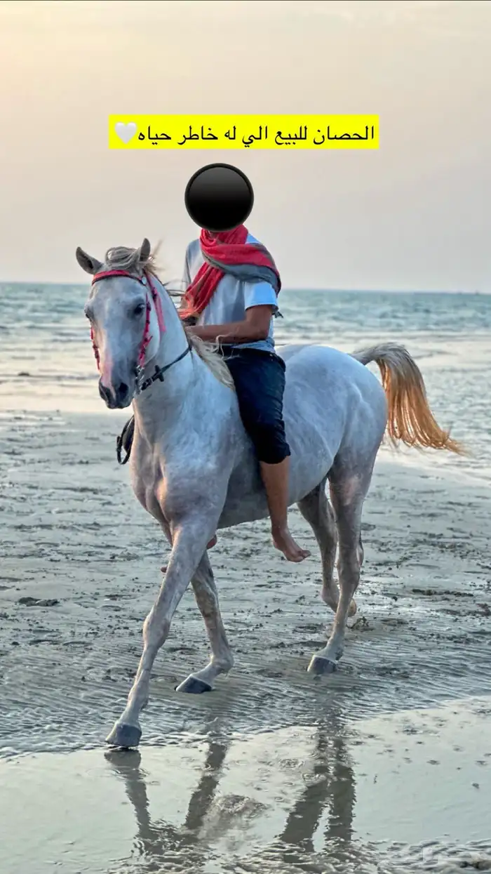 حصان عربي 0