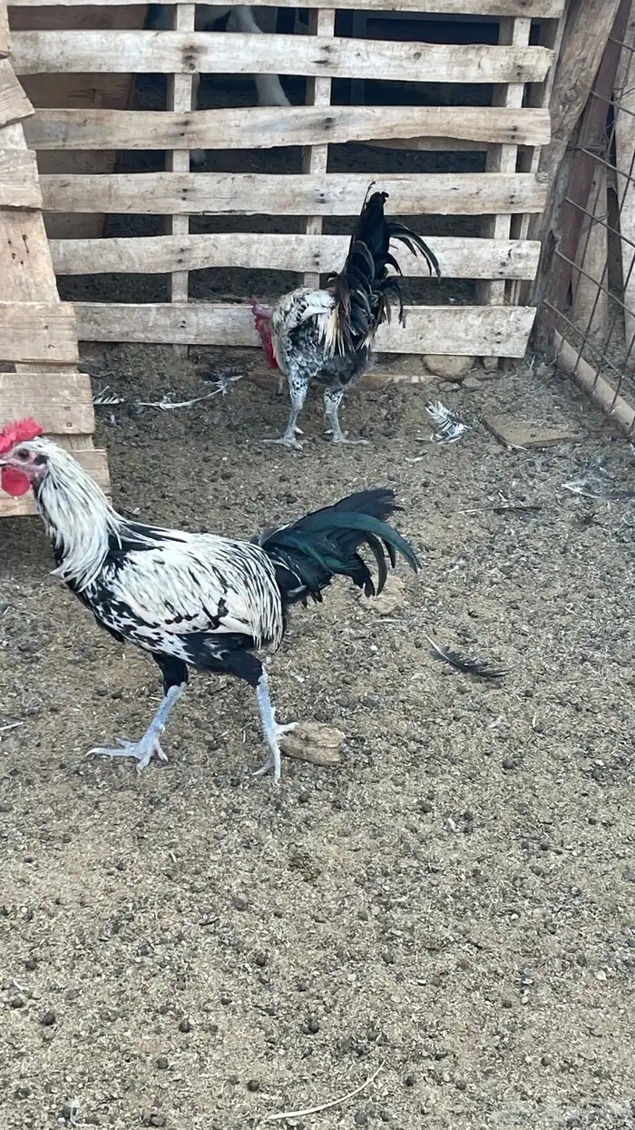 ديوك ديك فيومي وبلدي حجم سوبر جامبو ( تم البيع) 7