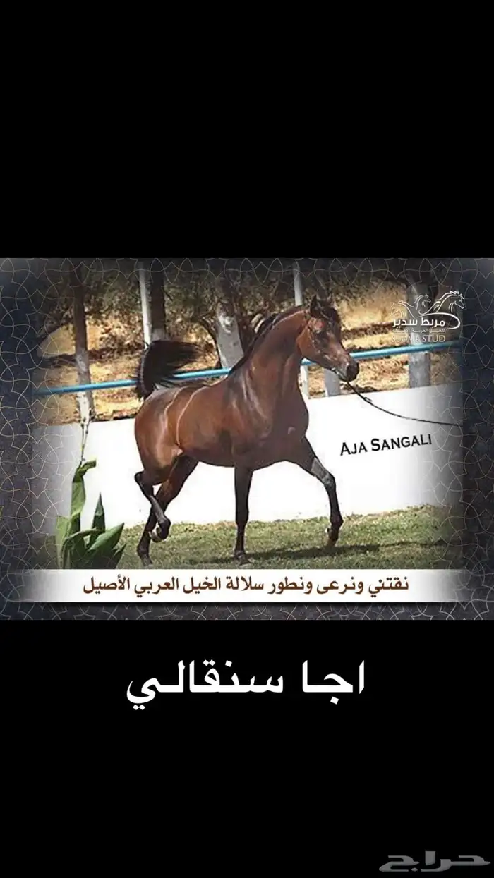 خيل 0